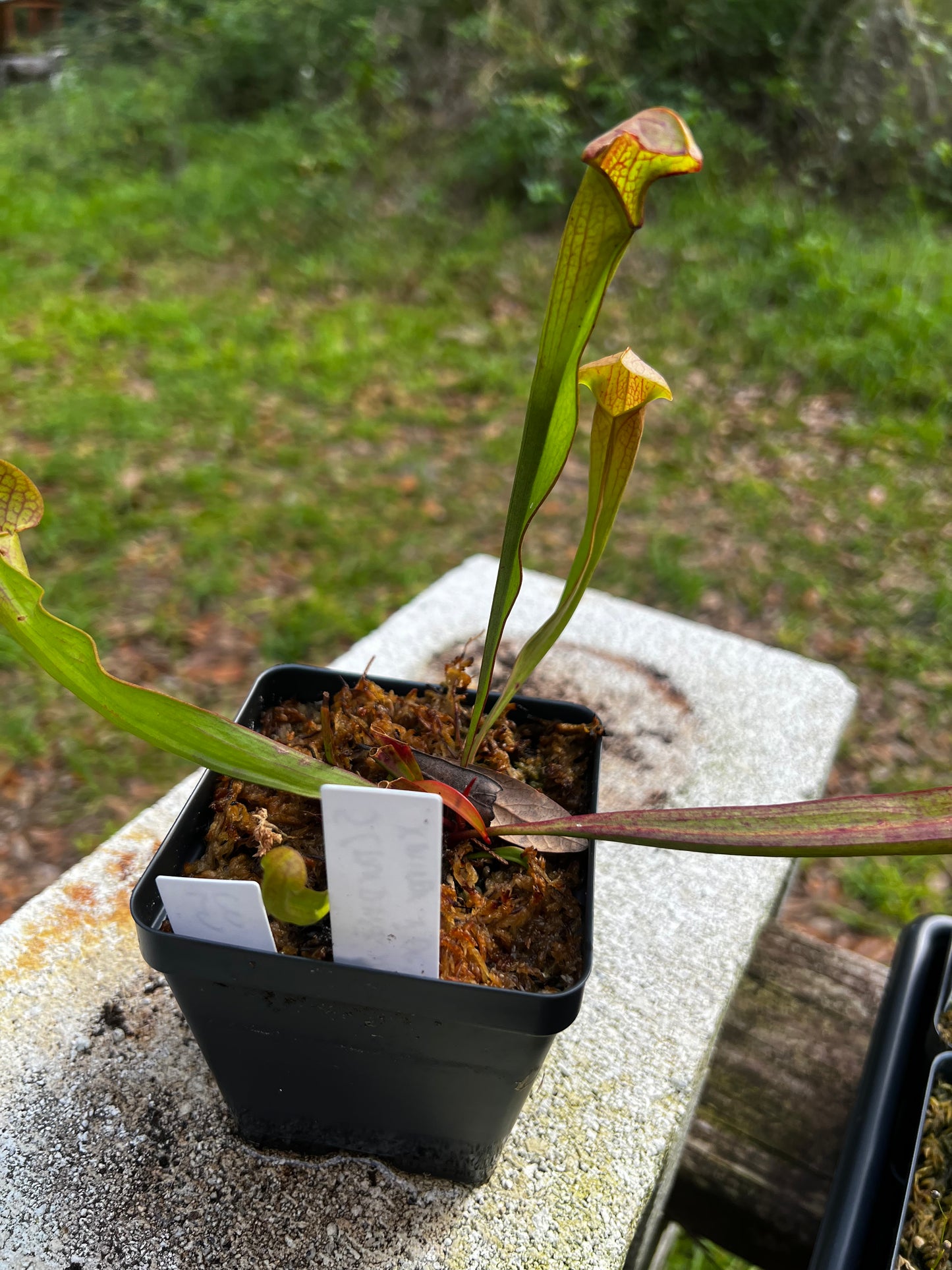 Sarracenia (purpurea x psittacina) x minor x oreophila