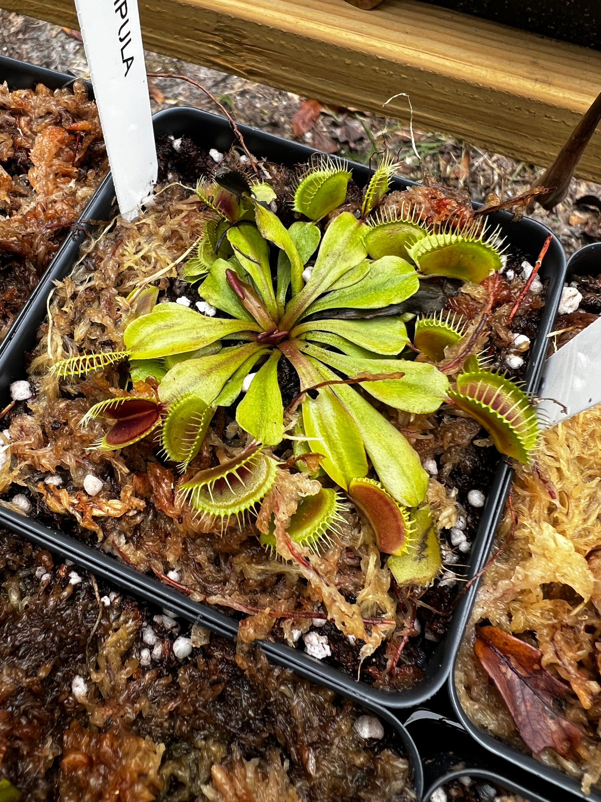 Venus Fly Trap 'Dente', Buy Venus Fly Trap Plant