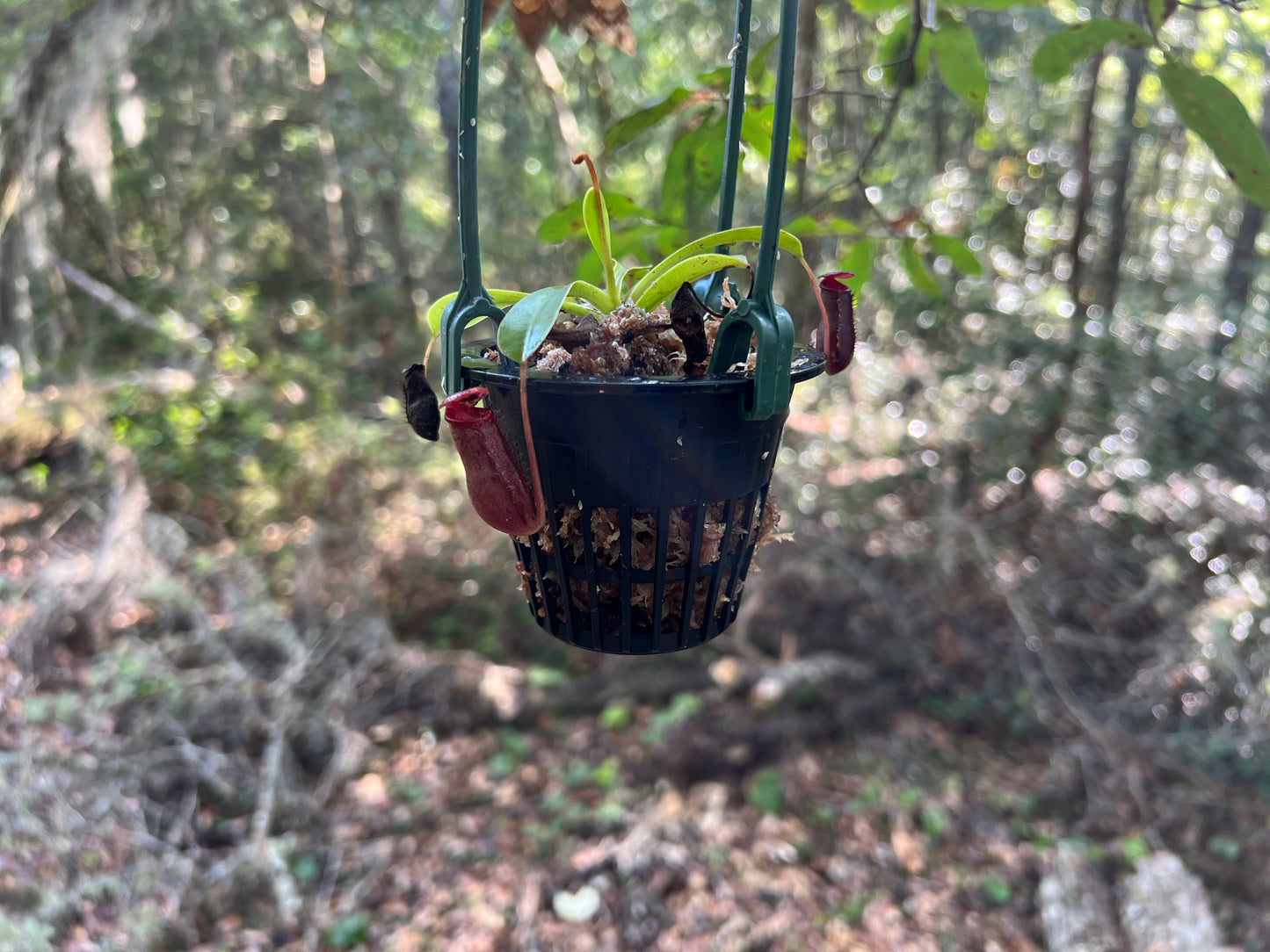 Nepenthes lowii x ventricosa Red