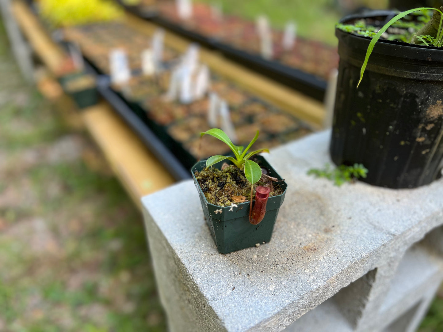 Nepenthes lowii x ventricosa Red