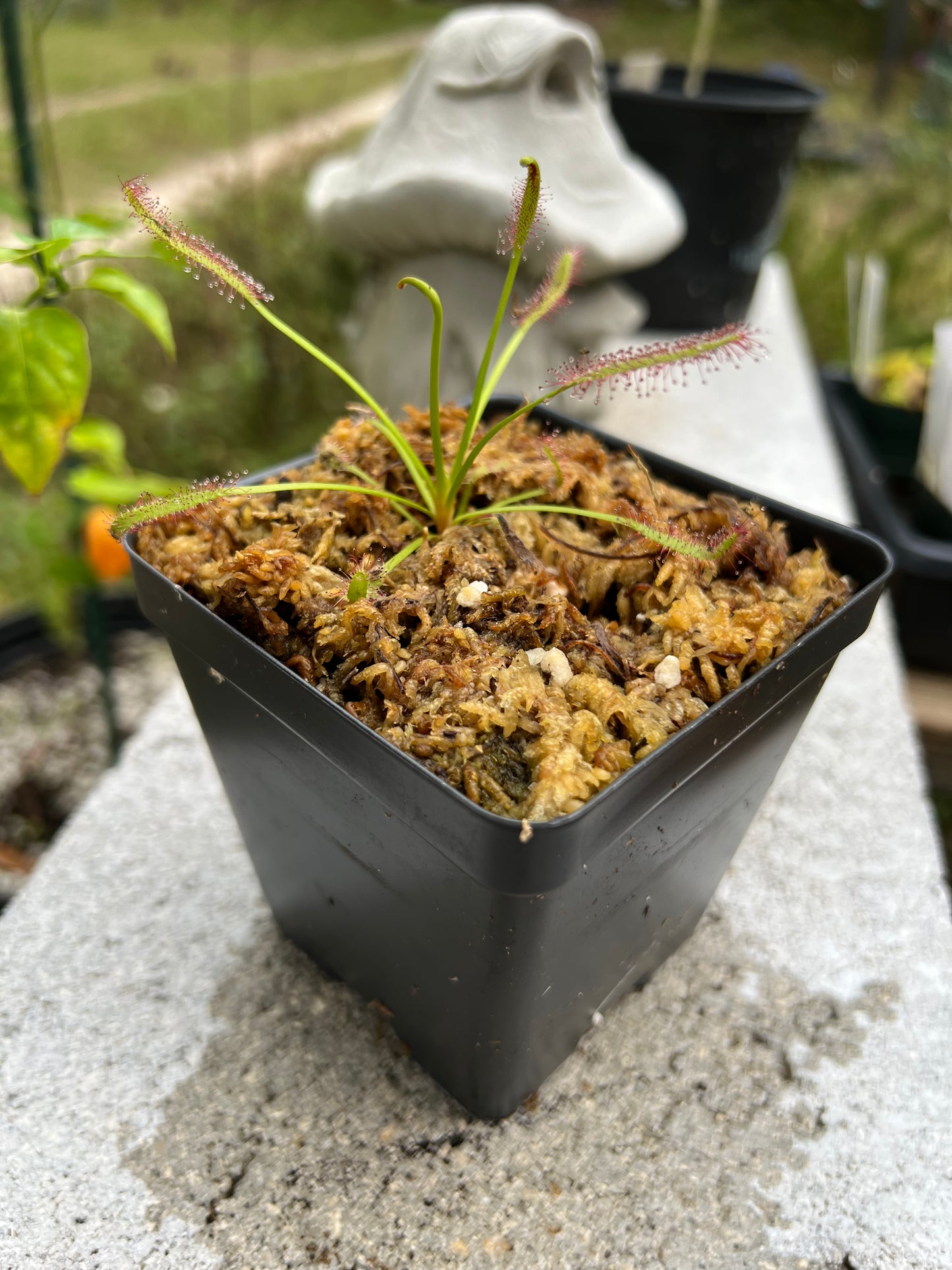 Drosera capensis 'Typical'