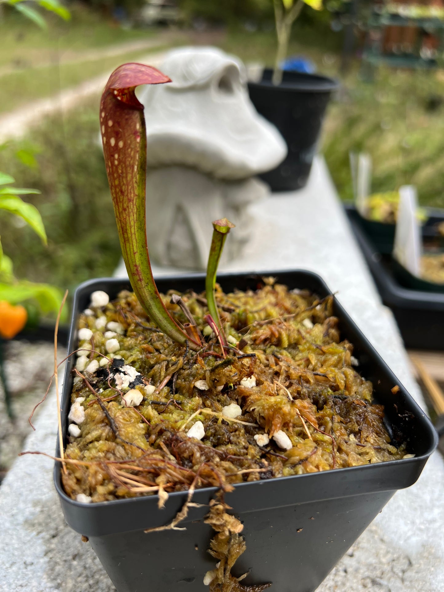 Sarracenia minor - Hooded pitcher plant