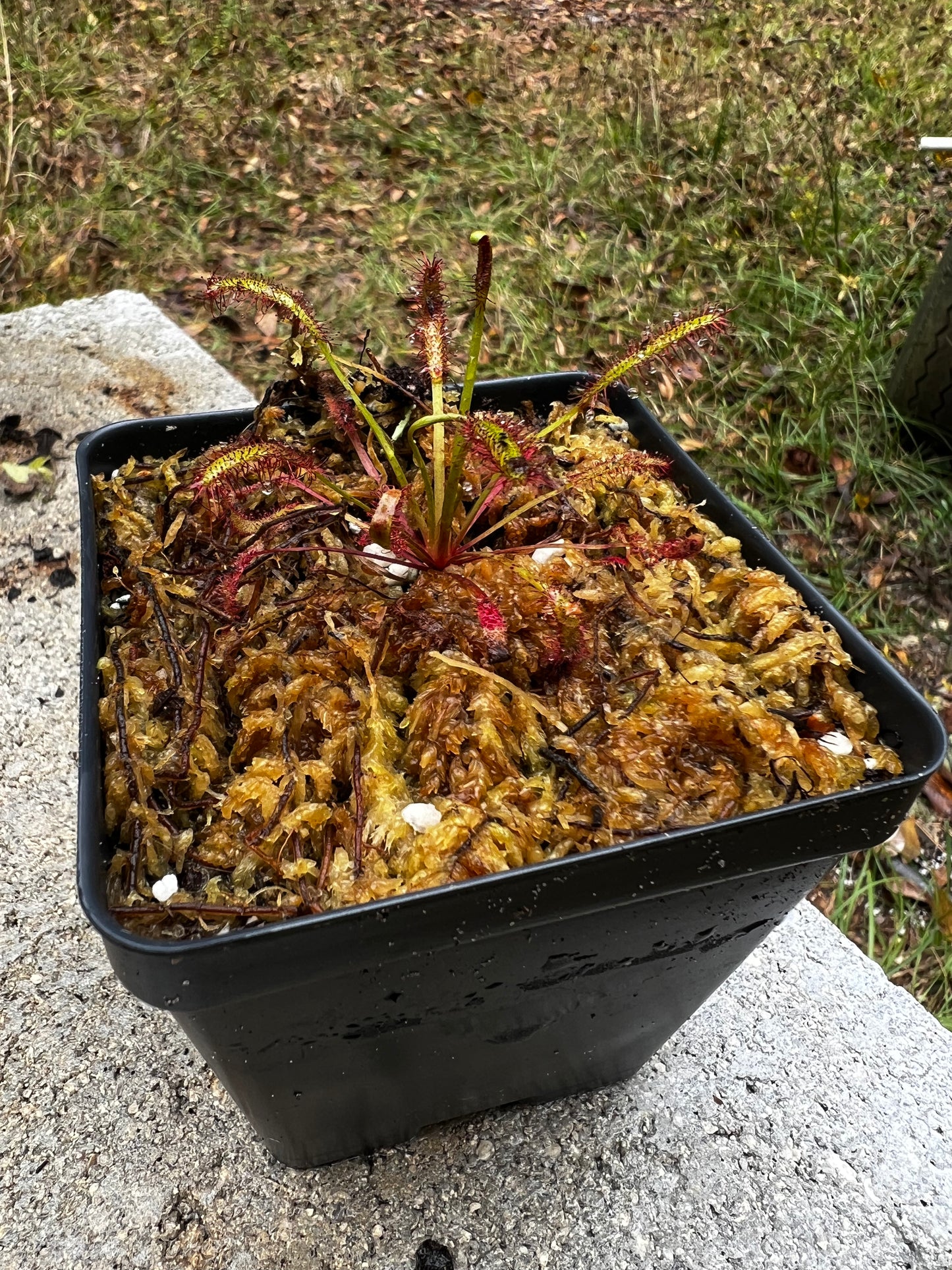 Drosera capensis 'Narrow red'