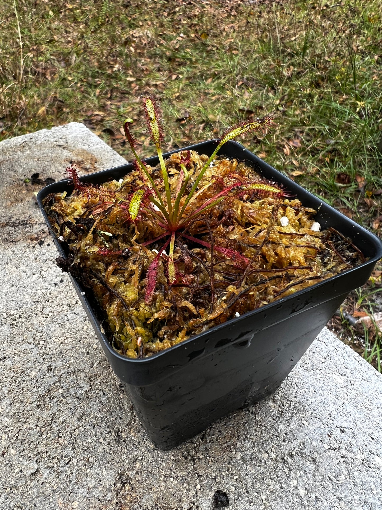 Drosera capensis 'Narrow red'