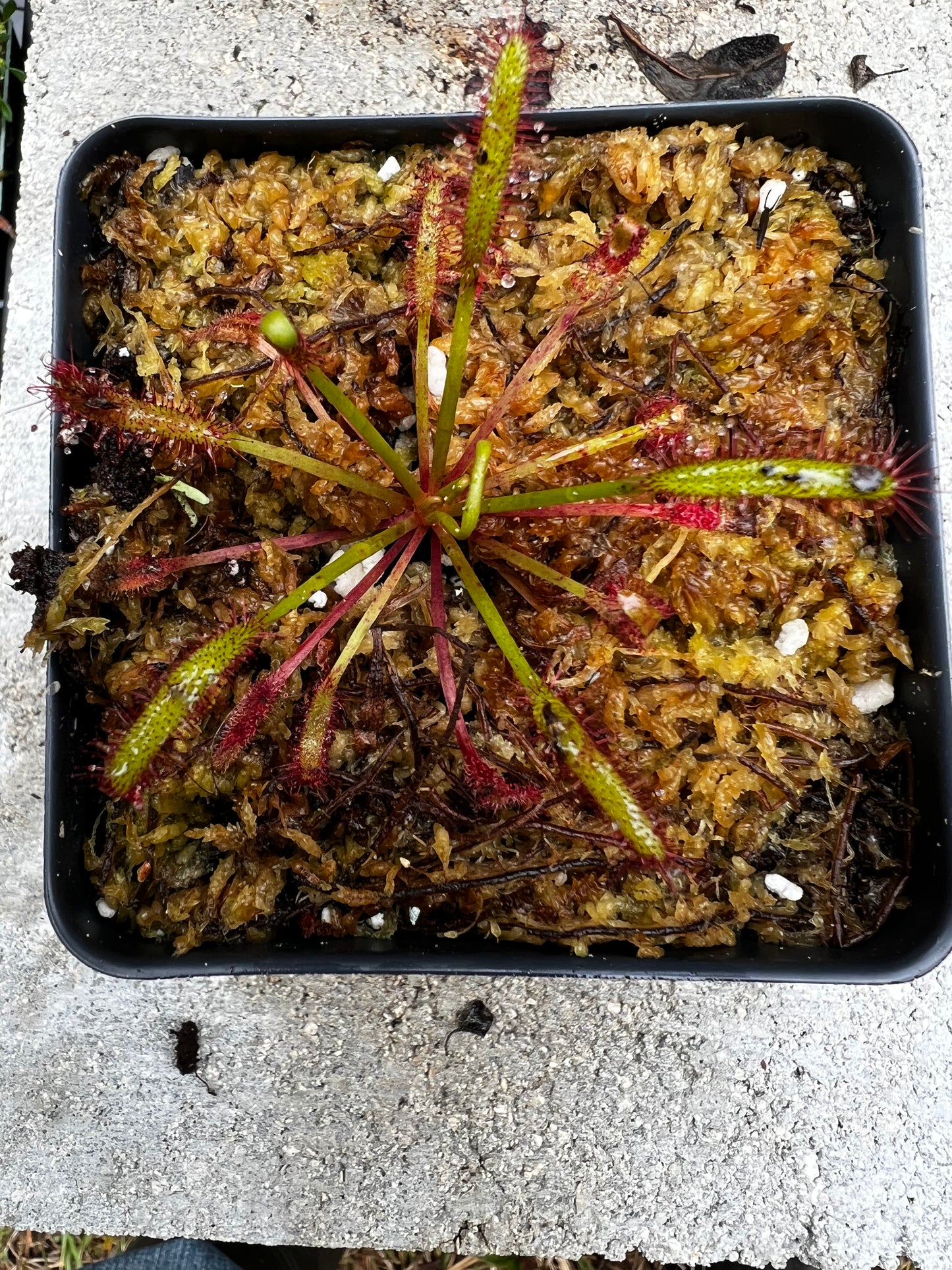 Drosera capensis 'Narrow red'