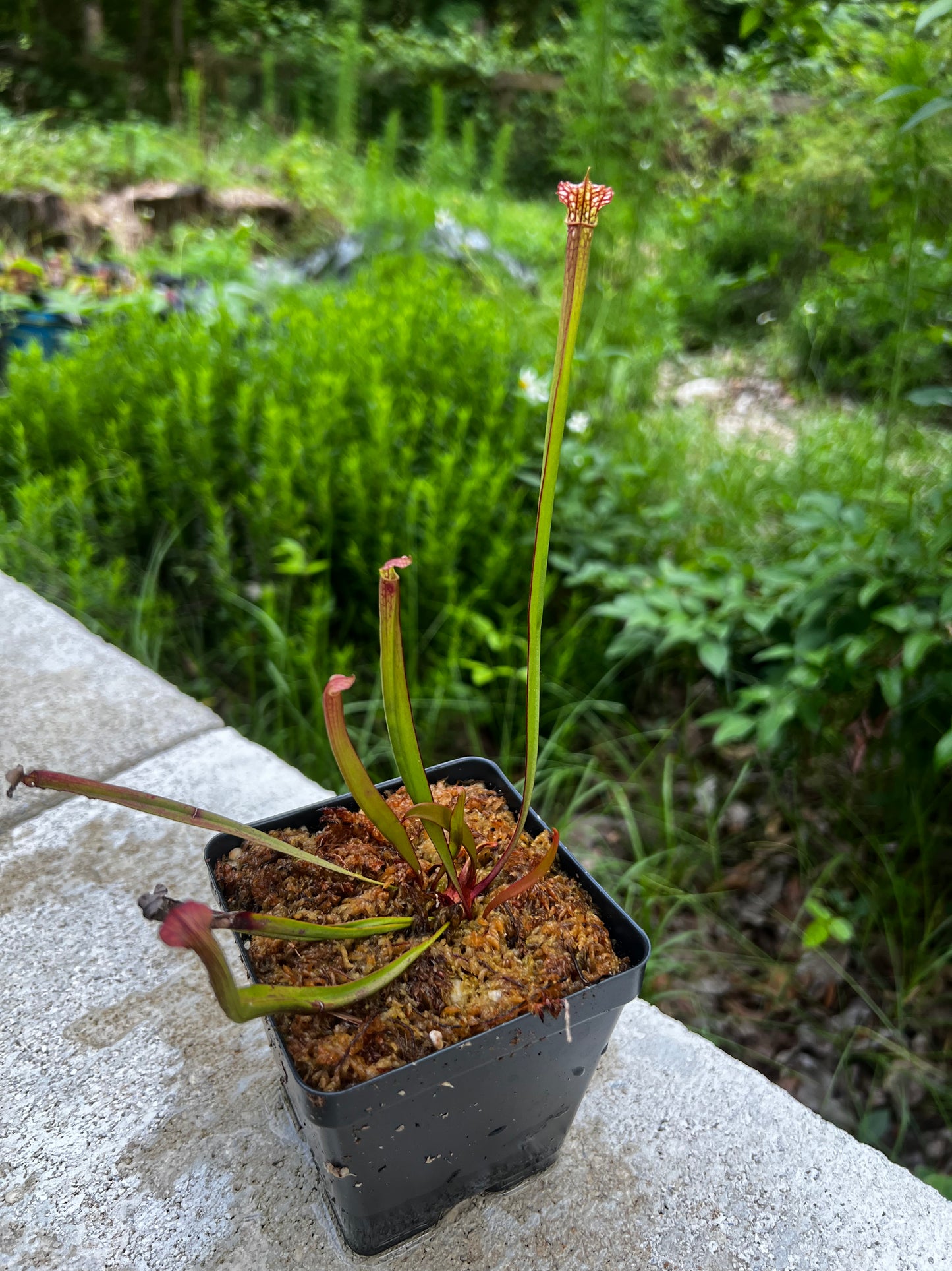 Sarracenia Judith Hindle