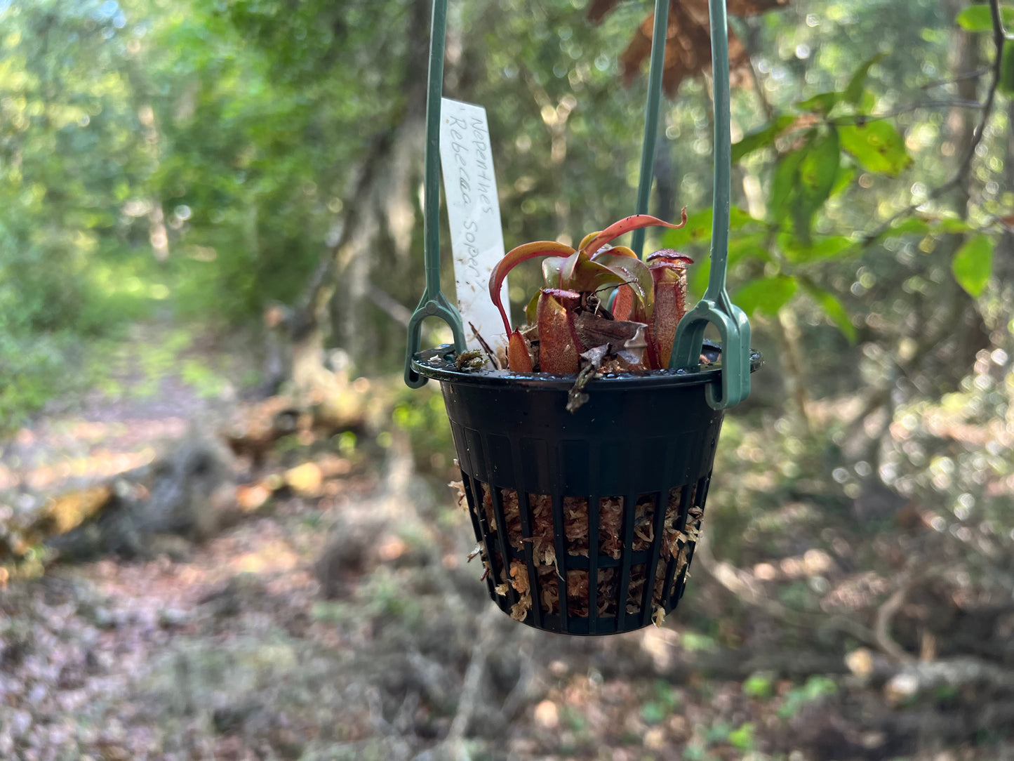 Nepenthes 'Rebecca soper'