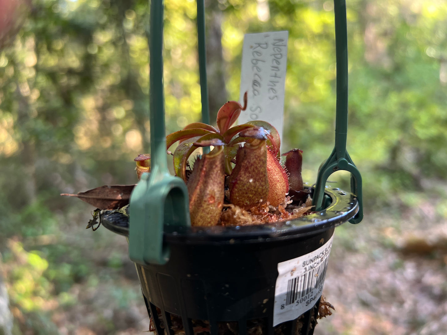 Nepenthes 'Rebecca soper'