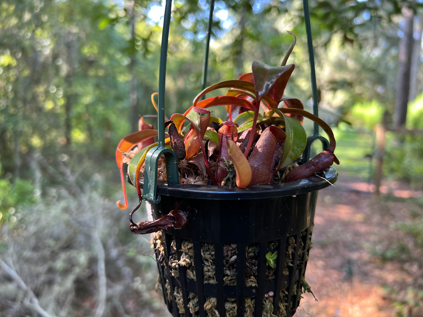 Nepenthes 'Rebecca soper'