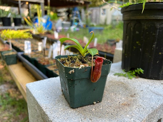 Nepenthes lowii x ventricosa Red