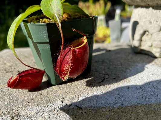 Nepenthes Black Miracle open pollinated hybrid