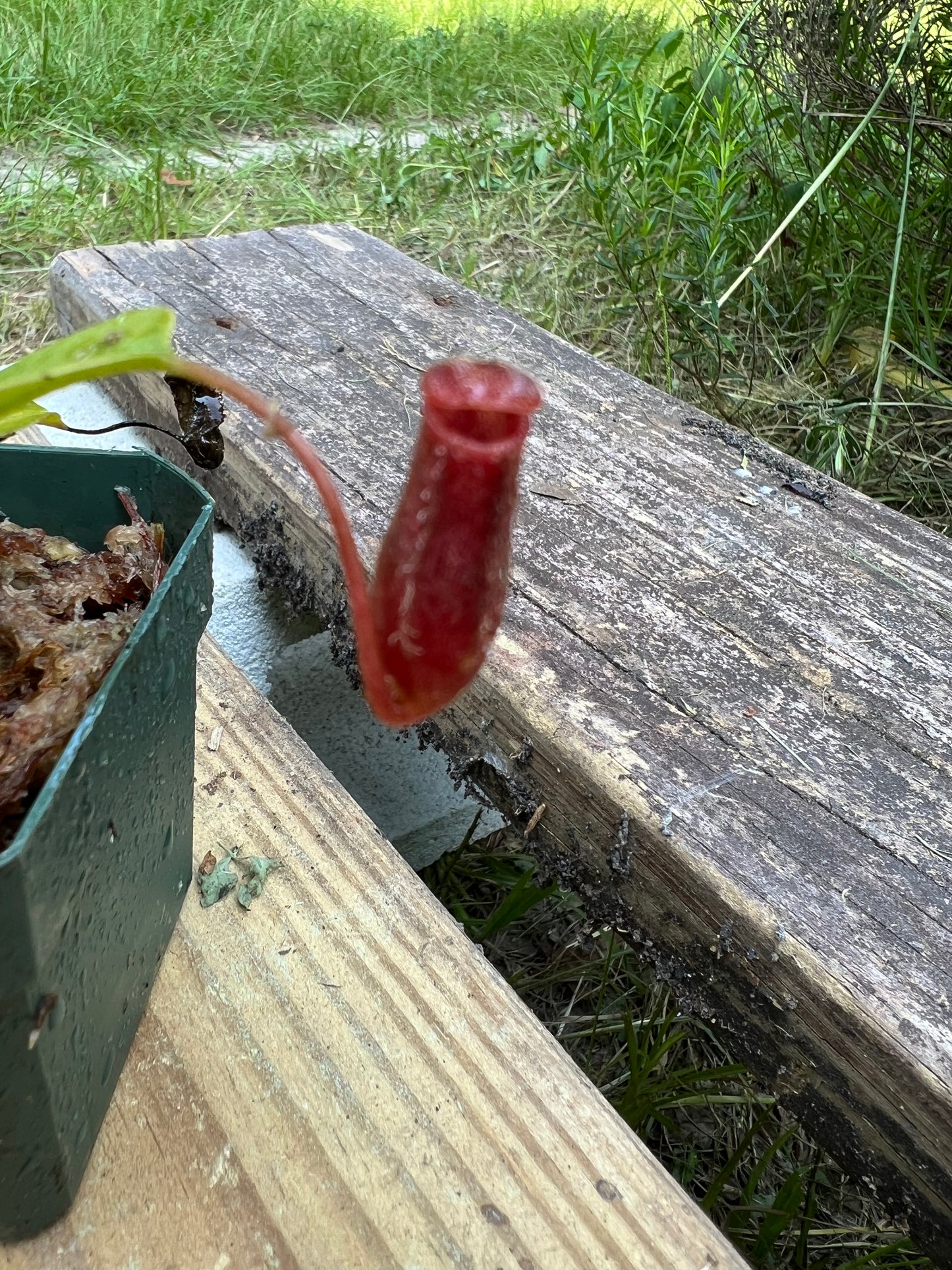 Nepenthes lowii x ventricosa Red