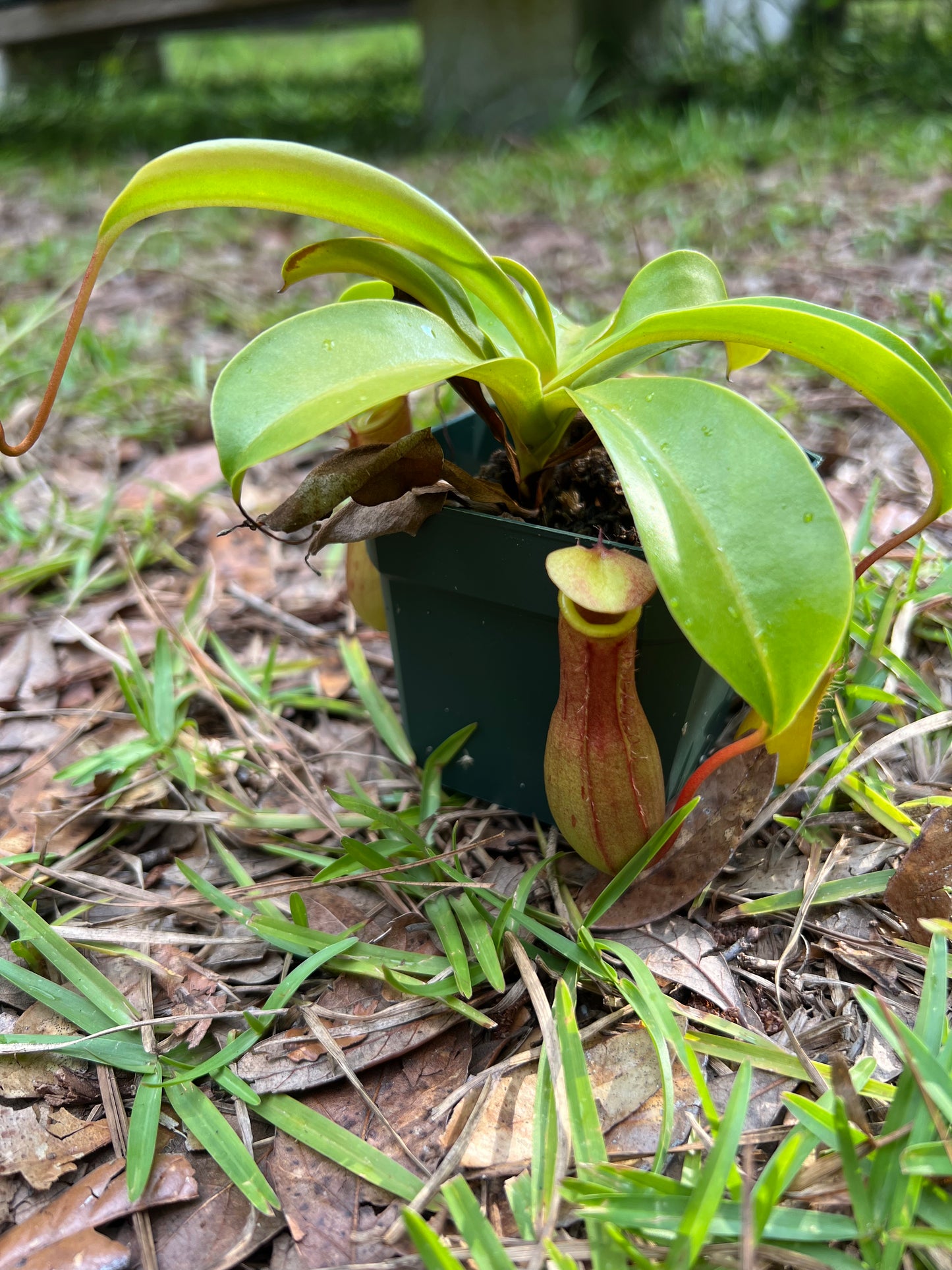Nepenthes Ventrata 'Cherry'