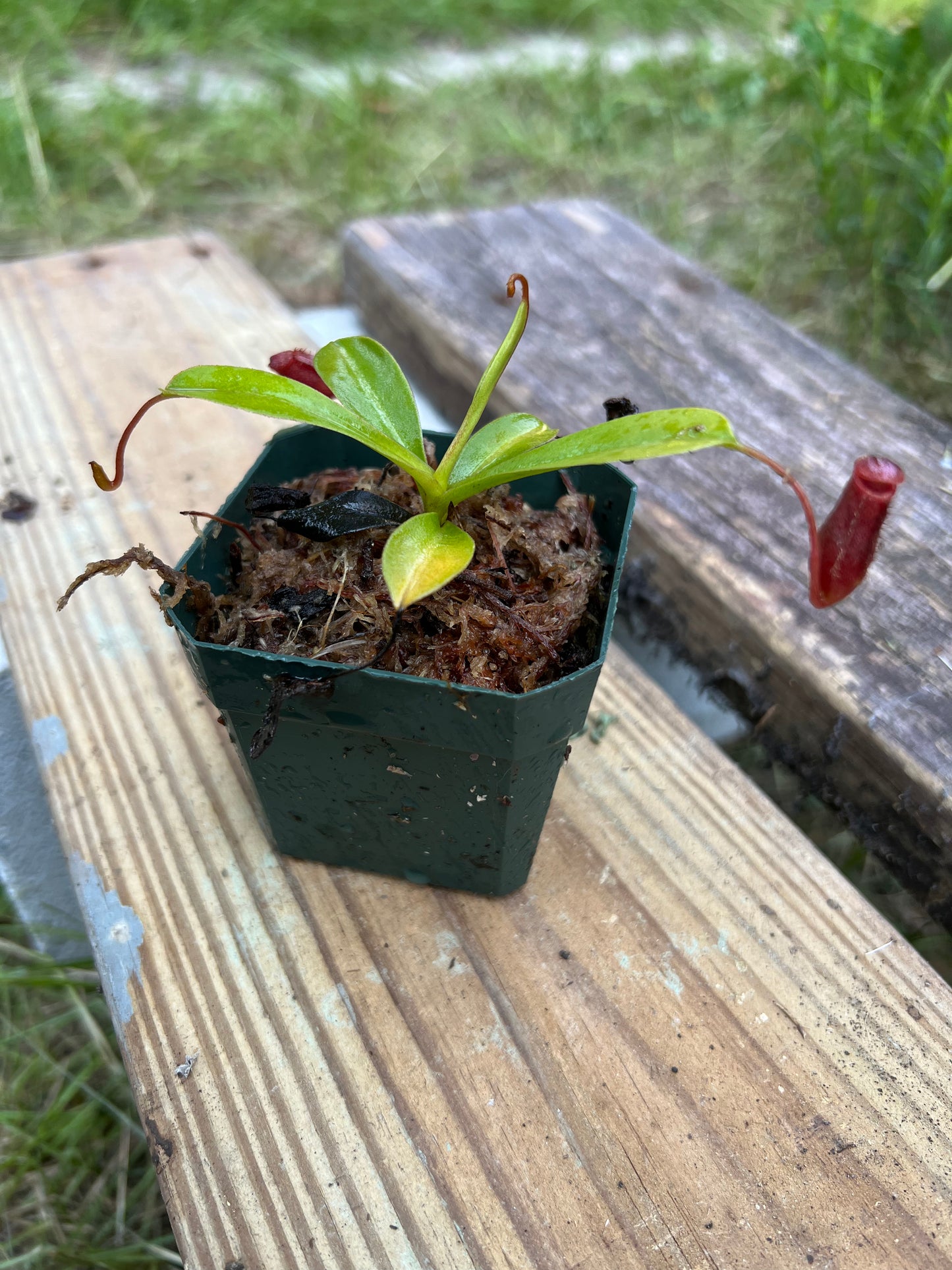 Nepenthes lowii x ventricosa Red