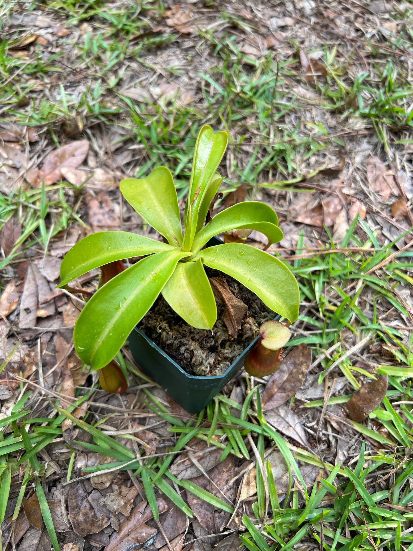 Nepenthes Ventrata 'Cherry'