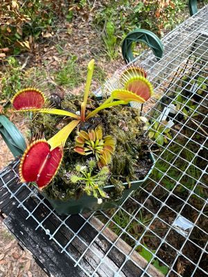Venus Fly Trap 'Typical'
