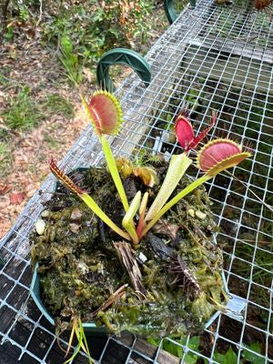 Venus Fly Trap 'Typical'