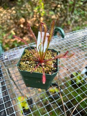 Drosera capensis 'Narrow red' - etoniahecologies