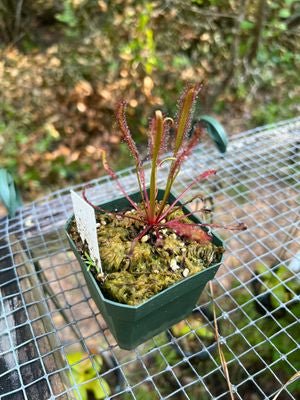 Drosera capensis 'Narrow red' - etoniahecologies