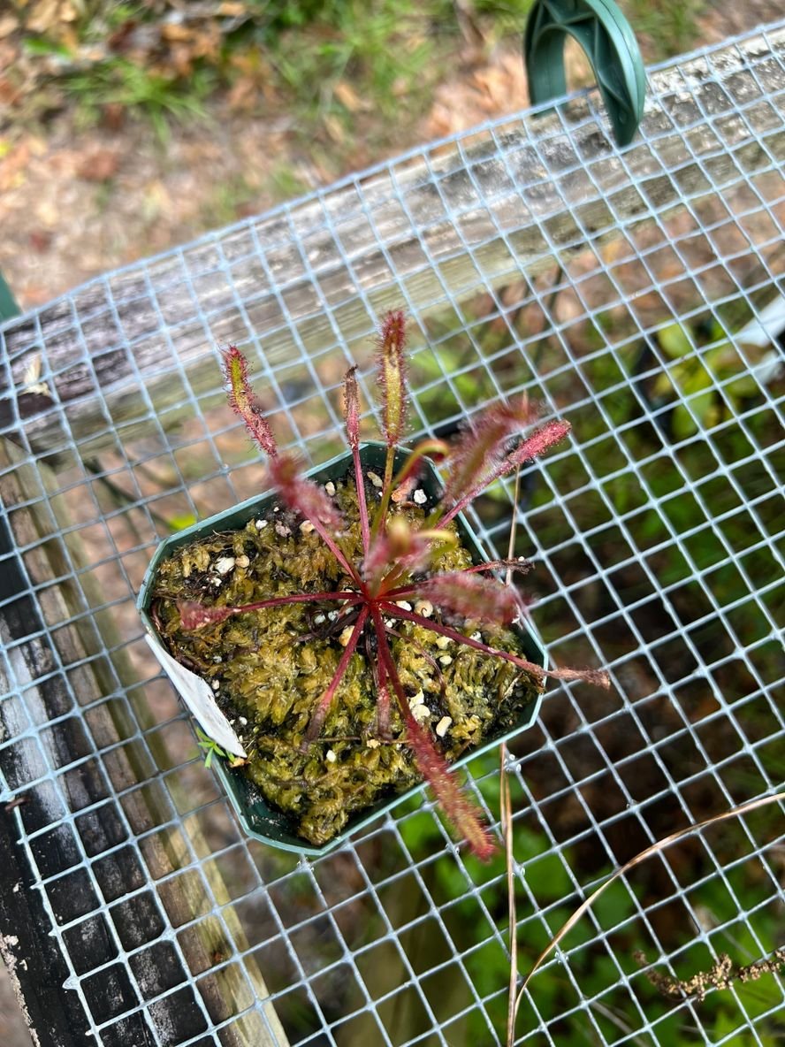 Drosera capensis 'Narrow red' - etoniahecologies