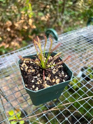 Drosera capensis 'Wide' - etoniahecologies