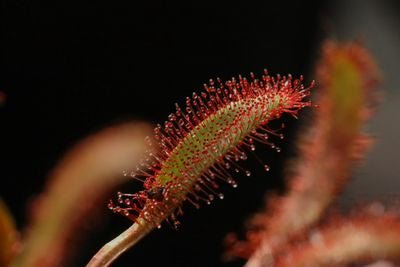 Drosera capensis 'Wide' - etoniahecologies