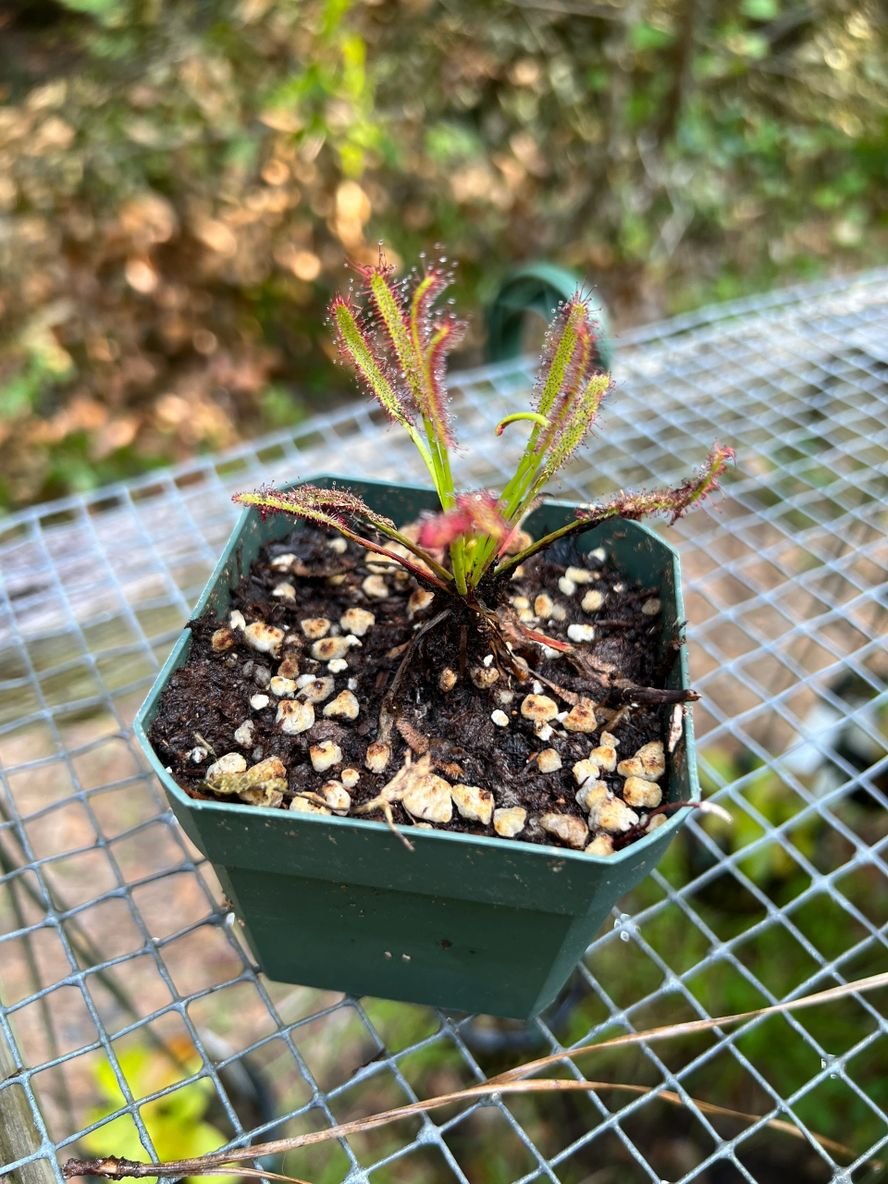 Drosera capensis 'Wide' - etoniahecologies