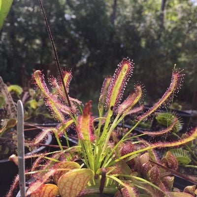 Drosera capensis 'Wide' - etoniahecologies