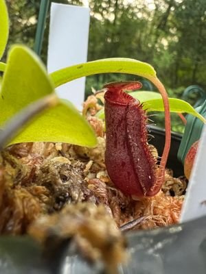 Nepenthes lowii x ventricosa Red - etoniahecologies