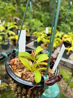 Nepenthes lowii x ventricosa Red - etoniahecologies