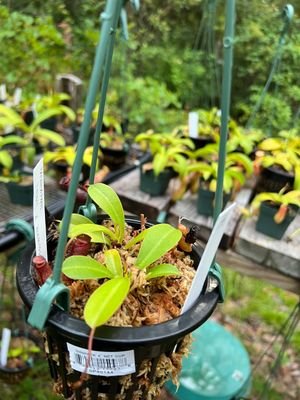 Nepenthes lowii x ventricosa Red - etoniahecologies