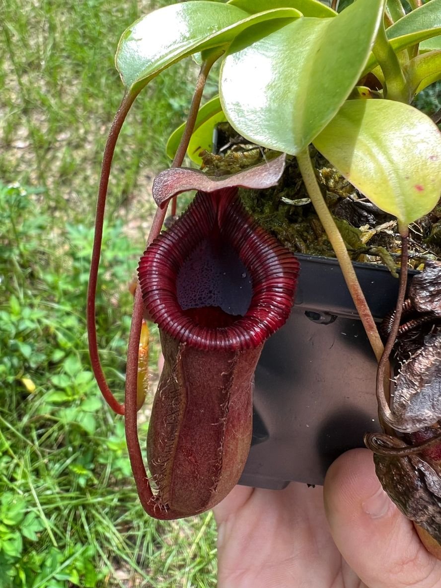 Nepenthes lowii x ventricosa Red - etoniahecologies